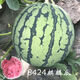 Chihui 8424 Kirin small-seeded watermelon seeds, seedless, extra large, high-yield, giant sweet king, southern four-season vegetable and fruit seeds, Kirin 8424 watermelon seeds, original 3 packs