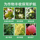 Guoguang Guoguang Pesticide Naphthalene Acetate Plant Growth Regulator Flower Preservation and Fruit Preservation Drug Prevent Fruit Falling Fruit Tree Flower and Fruit Treasure Fruit Setting 100ml