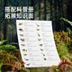 MiDeer (MiDeer) Children's Toy Simulation Animal Model Tyrannosaurus Rex Pterodes Boy Dinosaur Set-24 Pack Children's Gifts
