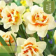 Narcissus bulbs, water-cultured soil-cultured potted plants, imported double-flowered narcissus, four-season blooming autumn and winter cold-resistant seeds, float parade (3 balls) 12+