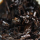 吉普号 茶叶 普洱茶熟茶 727蛮金砖 易武刮风寨古树茶砖茶 2023年250g*1片