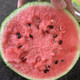 Zhongke Maohua vegetable and fruit seeds Jinmeidu watermelon seeds improved 8424 Kirin melon high purity Zhejiang Meidu watermelon seeds Jinmeidu 2000 capsules/box special for seedlings