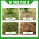 Yuzhangmenjing glufosinate ammonium salt herbicide uprooted and dead orchard wasteland reed small flying fluffy grass herbicide genuine herbicide 1000g * 1 bottle free 1 bag of auxiliary agent