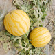 Dayu Yellow Heart Watermelon Seeds, Early Maturity, Yellow Skin, Red Flesh, Yellow Flesh, Special Xiaofeng Watermelon Seeds, Southern Fruit, Ansheng Huangmeiren Watermelon Seeds, 20 capsules