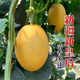 Long-term cultivation sweet Korean reticulated Hami melon seeds Xinjiang melon fruit melon seeds seedlings spring southern four seasons seeds Xinjiang Huozhou honey 168 melon seeds 50g original