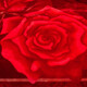 Antarctic red wedding blanket double-layer thickened 10 Jin [Jin equals 0.5 kg] blanket in autumn and winter cover blanket Rasher wedding blanket double quilt dowry gift CC-653 Big Red [Double-layer thickened blanket] 200*230cm [about 8 Jin [Jin equals 0.5 kg]]