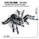 Simulated rubber spider Halloween prank toys Simulated spider poisonous spider insect animal model children's toys Ox-684 Brazilian red velvet spider 0.009KG