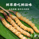 [Tibet Straight Hair] Authentic First Fresh Cordyceps 2025 Selected High Altitude Fresh Cordyceps SF Cold Chain 0.4-0.5gSpecifications 100 Roots