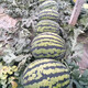 Zhongke Maohua Fruit and Vegetable Seeds Zhongke Sweet King Watermelon Seeds Angfei Legend Sweet King Hybrid High Round Sweet King Big Red Flesh Zhongke Sweet King 100g/box