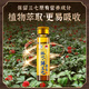 Qidan Pharmaceutical Forest Fresh Panax notoginseng Oral Liquid Essence Brink Yunnan Wenshan Jinqidan Forest Fresh Panax Notoginseng Version améliorée (1 boîte 30 pièces)