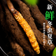 Sejila [Fresh Cordyceps] Sejila Fresh Cordyceps Fresh Cordyceps First stubble Fresh Cordyceps High clean and healthy nourishing 1.0g/root 20