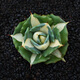 
ZKHE agave potted plant Blue Whale Nin Crown Auspicious Crown Takith Thunder Succulent Succulent Plant Combination Pot Plant Princess Thunder White Middle Spot Single Head 4-5cm Naked Root Without Soil