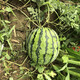 Zhongke Maohua Watermelon Seed Combination Rock Sugar Kirin Zaojia 8424 Super Sweet Jingxin 16 Degree Ice Kirin Watermelon Seed Lazy Man Shenlong Supreme Treasure Xinong No. 8 Sweet King Type Rock Sugar Kirin (Preferred) 5g/bag High Purity Type