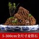 Shiguang Xiaozhan's high-quality gold straw stone, natural water-absorbing stone, rockery, bonsai, strange stone, plant fossil small ornaments, straw stone 16-20cm piece