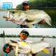 
Blue Sailfish Floating Wave Climbing Ball Series Ultra-Far-Long-Popular Competition Surface Wave Pier Luya Bionic Problem Bad Hard-Belly Bad Bad 75mm-10g-701#3D Silver Lin