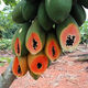 Dwarf papaya seedlings, fruit papayas, red-fleshed papaya seedlings, large green papaya seedlings that bear fruit in all seasons of the year, potted courtyard, 4 dwarf papaya seedlings (10 cm high), free reissue after receiving dead seedlings (with cups and leaves)