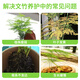 Devodo Asparagus special plant nutrient solution 500mL flower green plant hydroponic flower fertilizer rich bamboo Guanyin bamboo leaf fertilizer