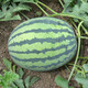 Zhongke Maohua Fruit and Vegetable Seeds Zhongke Sweet King Watermelon Seeds Angfei Legend Sweet King Hybrid High Round Sweet King Big Red Flesh Zhongke Sweet King 100g/box