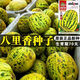 Balixiang fragrant melon seeds, a complete collection of seeds from the south and the north, special sweet melons, early maturing, high yield, and sweet all year round. Balixiang seeds/pack, about 100 seeds, 5 packs