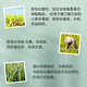 Jinhu 25% cyanostrobin, wheat field scab, rice bakanae, pesticide and fungicide 1000g