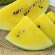 Shouhe Yellow Flesh Watermelon Seeds Yellow Heart Gift Type Yellow Flesh Shouguang Melon Winter and Spring Home Garden Melon Seeds Xiaofeng Watermelon Seeds 30 capsules (10 capsules x 3 packs)