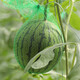 Shouhe Yellow Flesh Watermelon Seeds Yellow Heart Gift Type Yellow Flesh Shouguang Melon Winter and Spring Home Garden Melon Seeds Xiaofeng Watermelon Seeds 30 capsules (10 capsules x 3 packs)