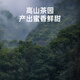 贝叶集红茶 云南高山滇红一级浓香型茶叶可冷泡自制奶茶店专用试用装50g