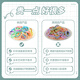 Zuoou children's headband does not hurt hair, high-quality girls' hair band hair rope 2025 new rubber band hair rope baby hair accessories for women, rainbow color canned about 20 pieces