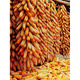 GJXBP early-maturing Zhengdan 958 hybrid field corn seeds, seed feed, fruit corn seeds, Guangdong Xiannuo No. 6/one mouthful of juice/100g national