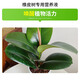 Shangyang rubber tree plant nutrient solution 500ml gardening flower potted flower fertilizer hydroponic planting organic fertilizer foliar fertilizer