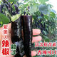 Wangyuanxing black pepper seeds beauty pepper purple skin pepper seeds purple screw pepper four seasons spring and autumn Hangzhou pepper extra spicy king black pepper seeds 1 pack about 300 +