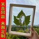 Wutong leaf carving and leaf carving photos high-end customization gifts for couples and friends to give gifts for best friends on Chinese Valentine's birthday. Wutong leaf + plastic seal + 6-inch photo frame with lights. Post a photo after placing an order (customer service)
