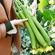 Luffa seeds, long luffa seeds, easy to grow vegetable seeds in spring and summer courtyard fields, vegetable seeds, long luffa seeds, 1 pack, about 30 seeds