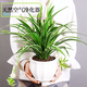 Amazing 18 kinds of spider plants for you to choose Phnom Penh Chlorophytum Various potted flowers Living room hanging tabletop plants purify the air Gold diamond with pot