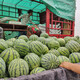 Shouhe crunchy type 8424 watermelon seeds, early mature, thin-skinned, summer and autumn seeds, watermelon seeds, 8424 watermelon seeds, 40 seeds + 10 seedlings