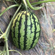 Zhongke Maohua Fruit and Vegetable Seeds Zhongke Sweet King Watermelon Seeds Angfei Legend Sweet King Hybrid High Round Sweet King Big Red Flesh Zhongke Sweet King 100g/box