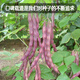 Fengming Yashi green bean seeds spring and autumn purple beans farm field planting red beans seeds 200g