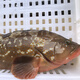 Geschenkbox/[Spot] Shen Zhixiong Fujian Dongshan Island Island Sea Catcher Seafood Geschenkbox Silvester Geschenkpack 3888 Geschenkpackung 6 Arten von Meeresfrüchten Nettogewicht beträgt ca. 10,5 Jin [Jin gleich 0,5 kg]