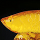 Ji Shanyuan Golden Dragon Fish Ornaments Youyu Home Living Room Entrance Wine Cabinet Office Decoration Crafts Opening Gifts Upgraded Edition Small