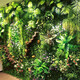 Yuanaike Custom Package Design Green Plant Wall Simulation Plant Mur Mur Decoration Salon Room Intérieur fond de fleur Mur Green Plastic Plastique Faux Porceau Balcon Fond Mur Simulation Porceau pastoral Eucaly (1 Piece Taille 40 * 60 cm)