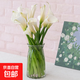 Calla lily, flowers for Buddha, home water-raised flower arrangement, Yunnan base, straight hair, super long flowering period, Chinese Valentine's Day gift, 10 calla lilies, 50-60CM