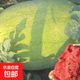 Xinhongbao watermelon seedlings extra large early maturing four-season disease-resistant green extra large sweet lazy watermelon seeds giant watermelon seedlings A Xinhongbao watermelon seeds 1 pack