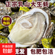 Popular Rushan Oysters, Fresh Oysters, Extra Large Seafood Oysters, 5 Jin Jin is equal to 0.5 kg, whole box of fresh oysters, 4 Jin Jin is equal to 0.5 kg, 3XL size, 10-16 pcs