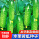 New varieties of fruit cucumbers are on the market for raw consumption. Four-season fruit seeds and vegetable seeds are new varieties for balcony planting. New varieties of crisp and sweet fruit cucumber seeds are about 50 capsules per pack.
