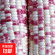 National Approval Super Sweet Colorful Waxy Corn Seeds Flowery Waxy Corn Seeds Colorful Cloud Sweet Waxy Corn Farmers High Yield National Approval Colorful Waxy Corn Seeds 3 packs of about 150 grains