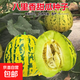 Balixiang fragrant melon seeds, a complete collection of seeds from the south and the north, special sweet melons, early maturing, high yield, and sweet all year round. Balixiang seeds/pack, about 100 seeds, 5 packs
