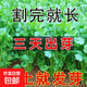 Easy to germinate large-leaf coriander seeds coriander seeds heat-resistant four-season balcony indoor potted seeds vegetable seeds four-season large-leaf coriander about 1000 capsules 1 pack
