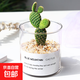 Succulent plant cactus potted indoor succulent cactus small potted flowering cute desktop green plant yellow hairy cactus + glass pot + gold sand + nutrient soil with pot