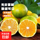新鲜青皮云南蜜橘当季中果薄皮桔子应季新鲜采摘整箱 蜜桔中果带箱1斤