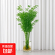 Hydroponic plant Lucky Bamboo Bird of Paradise White Palm Duck Foot Wood Indoor Rice Bamboo Green Plant Flowers Office Desktop Easy to Grow 10 Rice Bamboo 35-45cm + Nutrient Solution No Pots No Specifications